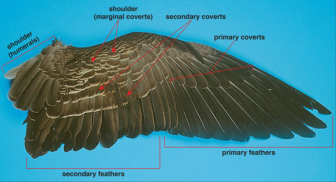 Wing Feathers - The Fly Tier's Benchside Reference - page 09