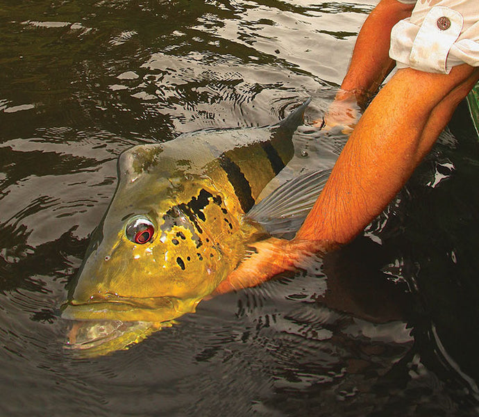The Consequences of  Catch-and-Release Angling:  What do we know? by Jim Woollett