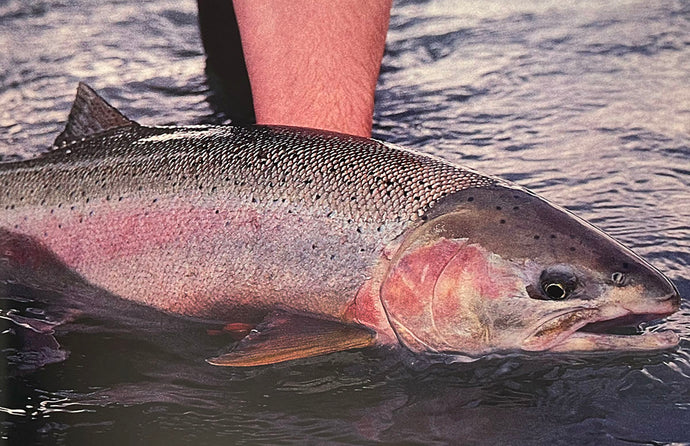 The Hoh River - An excerpt from Steelhead River Journal